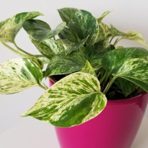 Plant-filled gift Pothos Marble Queen in decorative ceramic pot air-purifying indoor plants office plants GTA Toronto Mississauga Brampton other areas