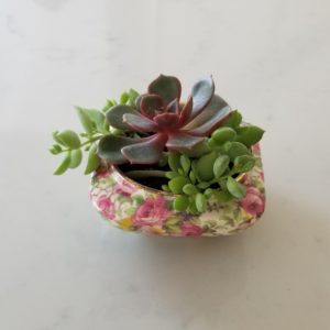 echeveria and trailing succulents in decorative ceramic indoor plants houseplants Toronto Mississauga Oakville Hamilton Burlington Brampton Etobicoke other GTA