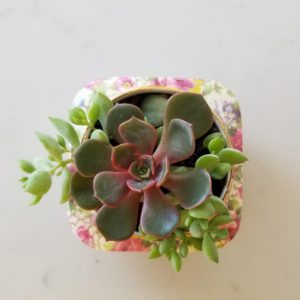 echeveria and trailing succulents in decorative ceramic indoor plants houseplants Toronto Mississauga Oakville Hamilton Burlington Brampton Etobicoke other GTA