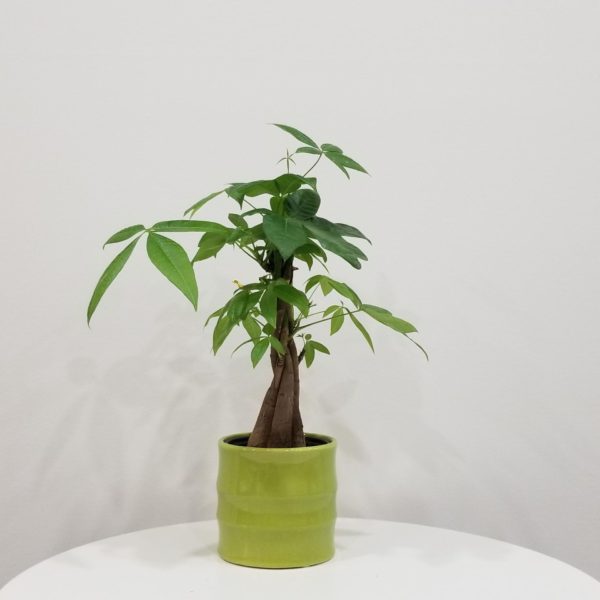 Money tree in decorative ceramic pot plant-filled gifts Toronto Mississauga Oakville Etobicoke Hamilton Brampton other GTA