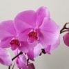 orchid phalaenopsis flowering indoor plants houseplants office plants gifts Toronto Mississauga Etobicoke other GTA