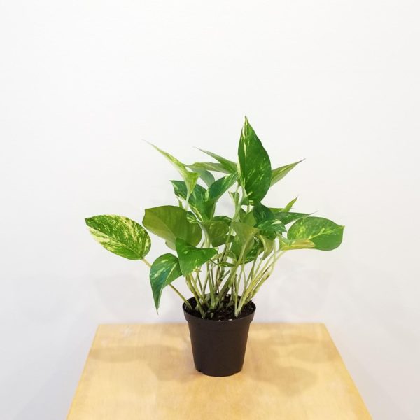 pothos golden money plant air-purifying houseplants office plants gifts Toronto Mississauga Oakville Etobicoke Brampton other GTA