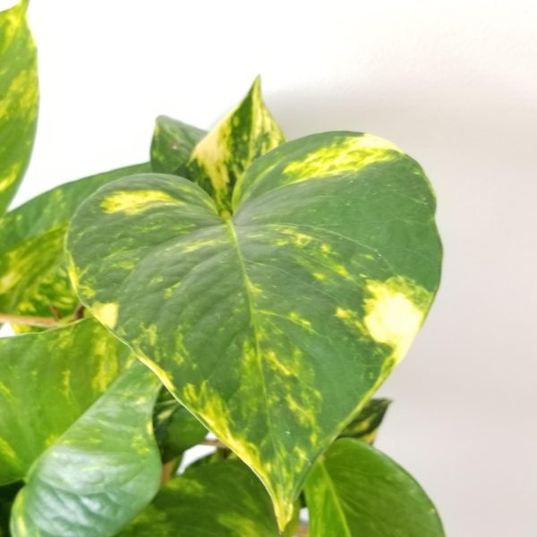 pothos golden money plant air-purifying houseplants office plants gifts Toronto Mississauga Oakville Etobicoke Brampton other GTA