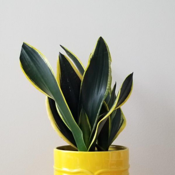 sansevieria black gold in decorative ceramic pot air-purifying indoor office plants plant gifts Toronto Mississauga Burlington Etobicoke Brampton other GTA