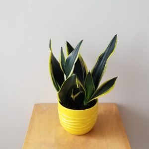 sansevieria black gold in decorative ceramic pot air-purifying indoor office plants plant gifts Toronto Mississauga Burlington Etobicoke Brampton other GTA