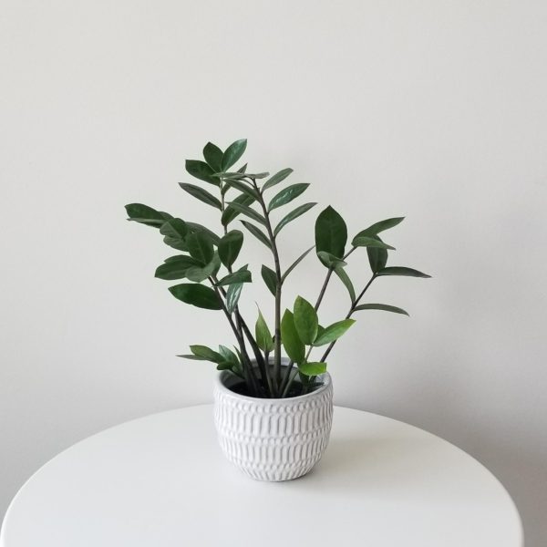 ZZ plant in decorative ceramic pot air-purifying indoor office plants houseplants Toronto Mississauga Etobicoke other GTA