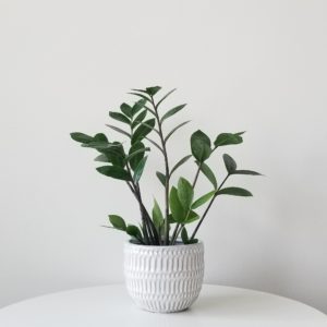 ZZ plant in decorative ceramic pot air-purifying indoor office plants houseplants Toronto Mississauga Etobicoke other GTA