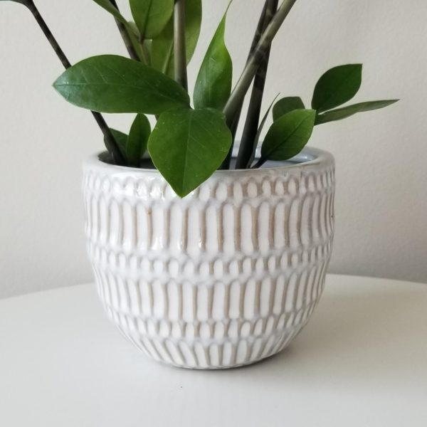 ZZ plant in decorative ceramic pot air-purifying indoor office plants houseplants Toronto Mississauga Etobicoke other GTA