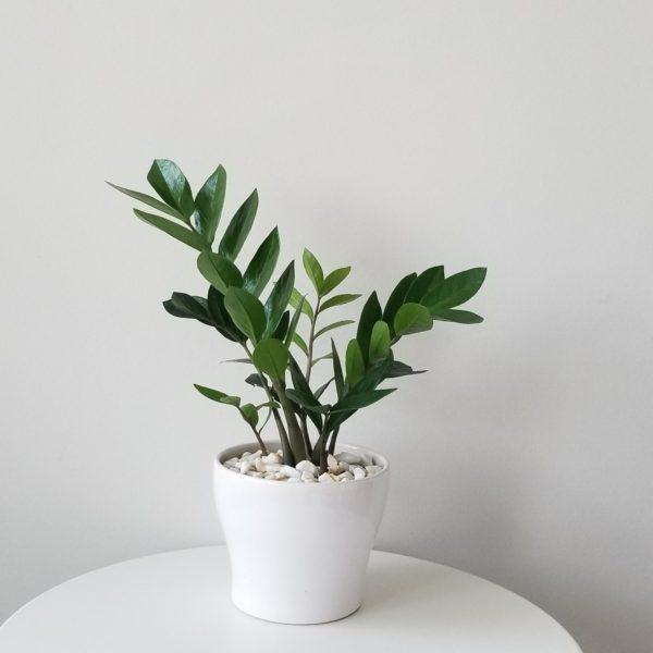 ZZ plant in decorative ceramic pot air-purifying indoor office plants houseplants Toronto Mississauga Etobicoke other GTA