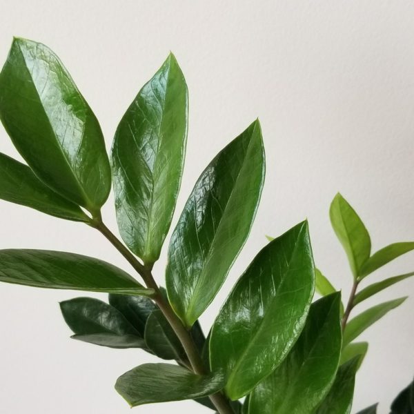 ZZ plant in decorative ceramic pot air-purifying indoor office plants houseplants Toronto Mississauga Etobicoke other GTA