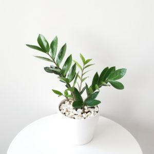 ZZ plant in decorative ceramic pot air-purifying indoor office plants houseplants Toronto Mississauga Etobicoke other GTA